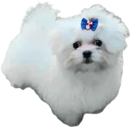 Filhote de Maltês