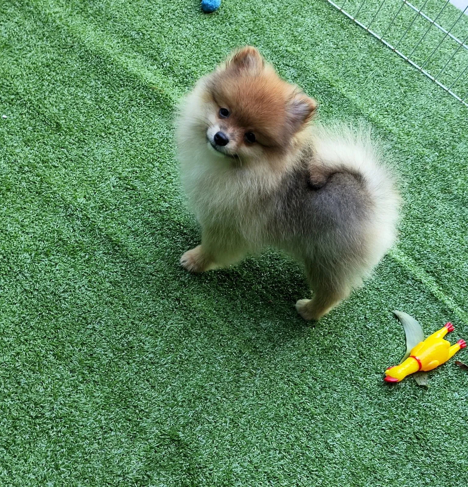 Spitz Alemão