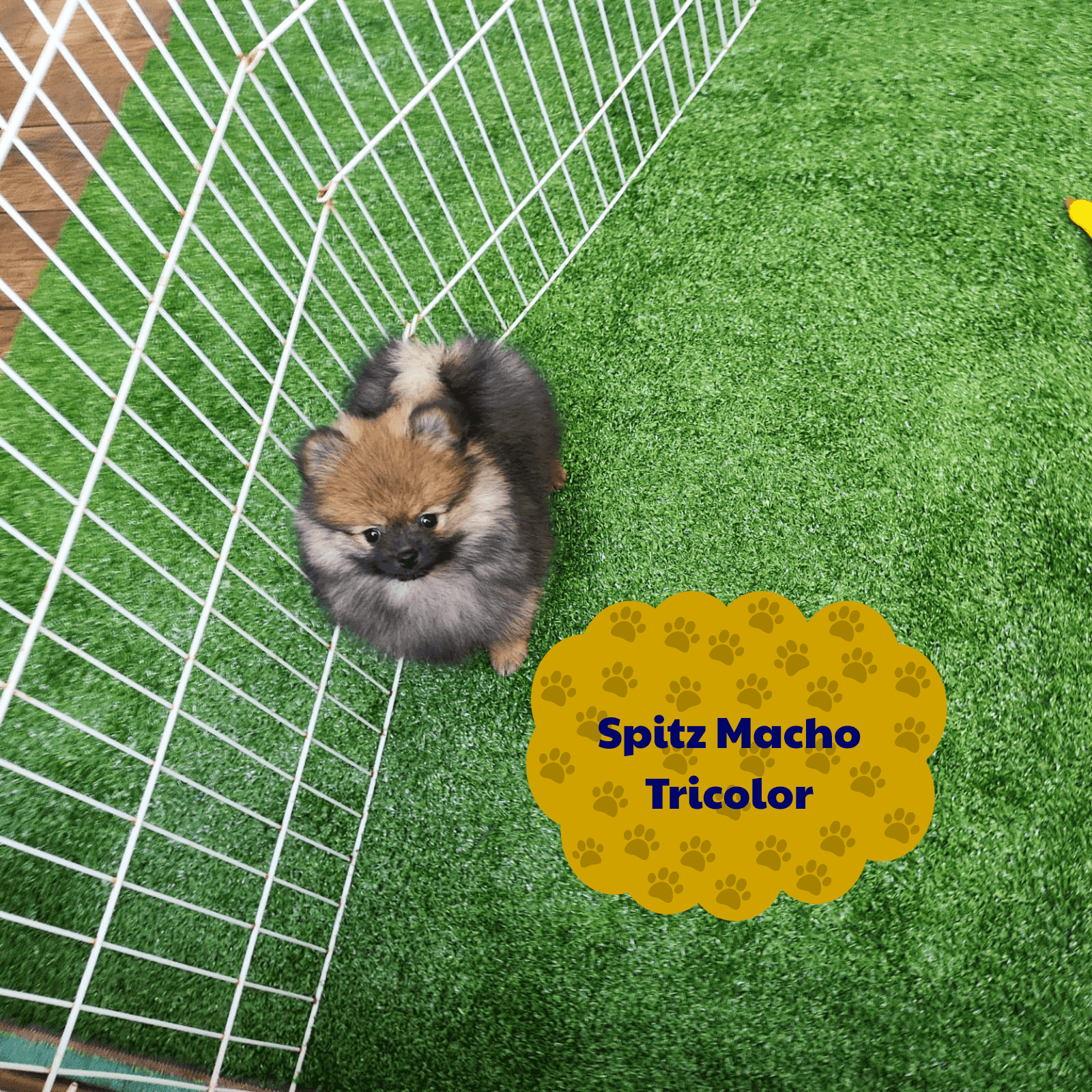 Foto de Cachorros Disponíveis