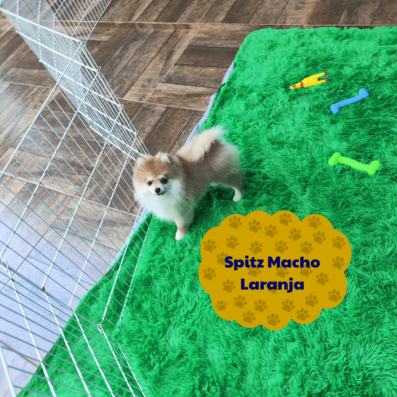 Foto de Cachorros Disponíveis